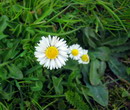 گل بهار چمنی,Lawn Daisy, English daisy
